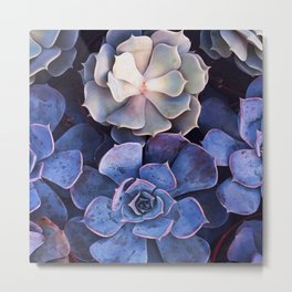 succulents Metal Print | Plants, Succelent, Digital Manipulation, Color, Succulents, Flowers, Digital, Plant, Cactus, Photo 