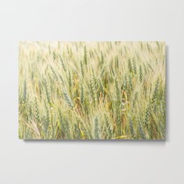 Summer Wheat 3 Metal Print