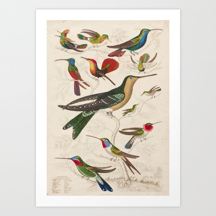 Hummingbird Vintage Bird Illustration Art Print