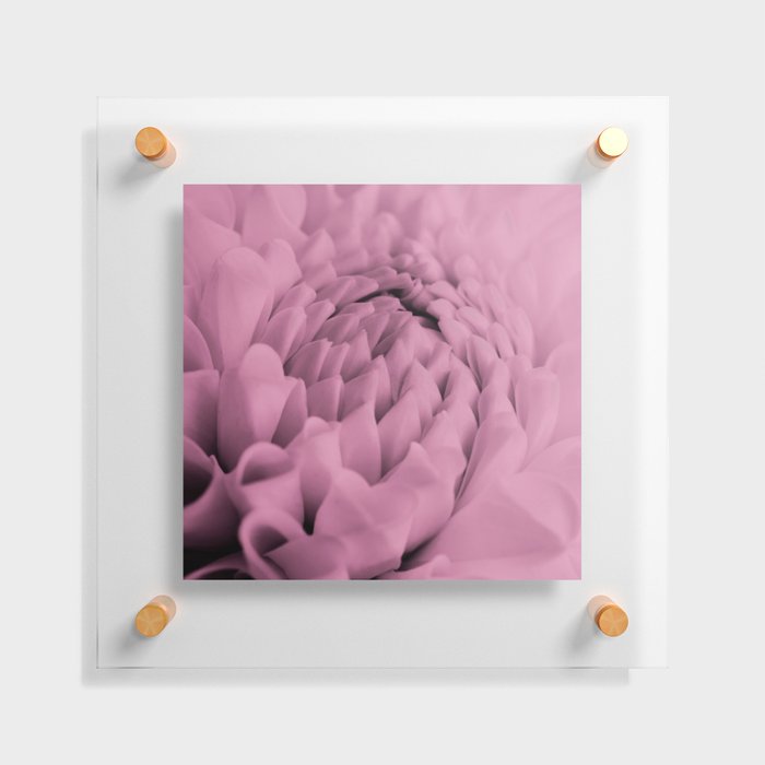 Soft Pink Dreams Floating Acrylic Print