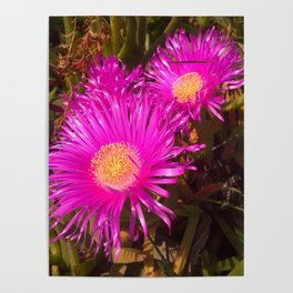 Shiny pink flower Poster