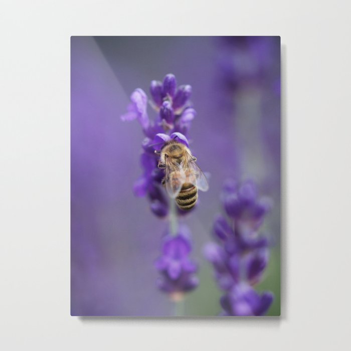 Lavender Bee Metal Print
