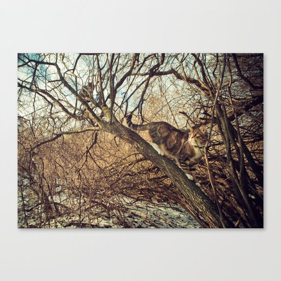 January cats Canvas Print