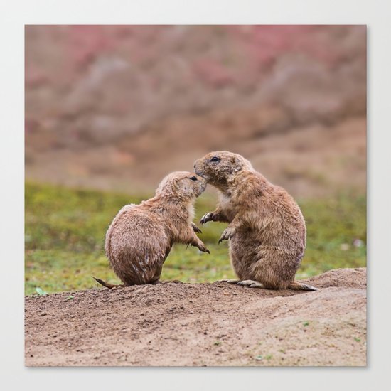 Cute little prairie dogs love Canvas Print