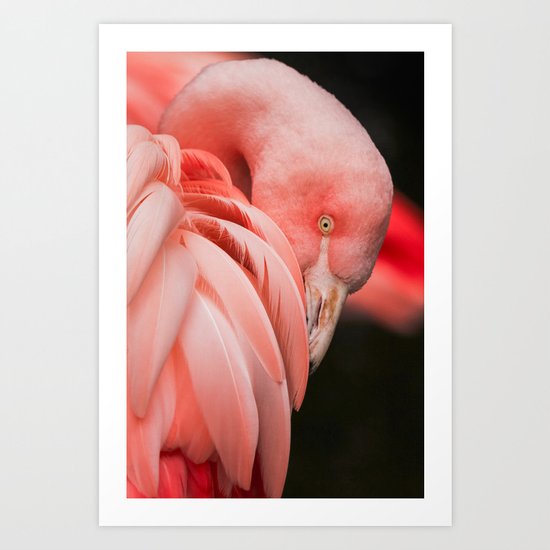 flamingo Art Print