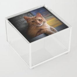 You looking at me, says the Cat Acrylic Box