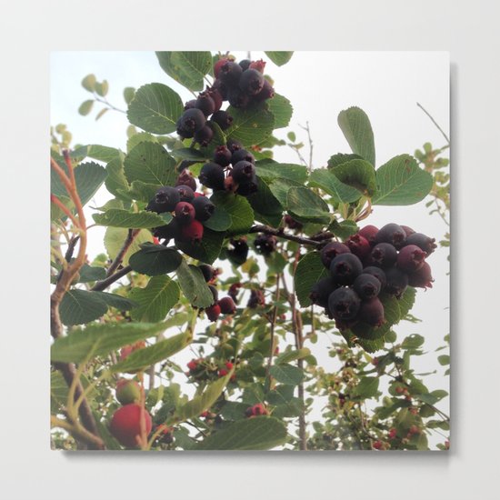 Beautiful Wild Berries Metal Print