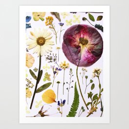 Poppy and daisy Art Print