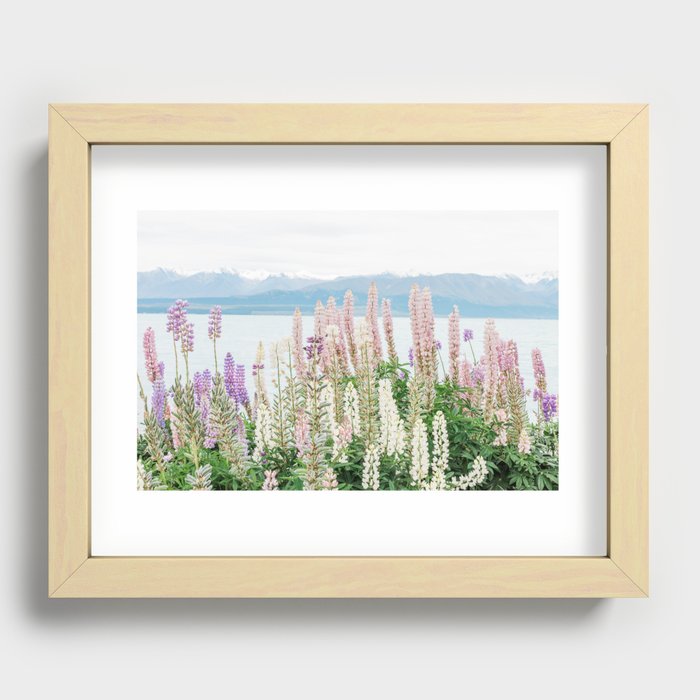 New Zealand Lupins Recessed Framed Print