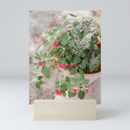 Florals spilling over in a potted Florida Caladium | Fine Art Film Photography Mini Art Print