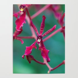 Exotic Red Orchid In Green Poster