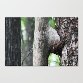 Tree sex  Canvas Print