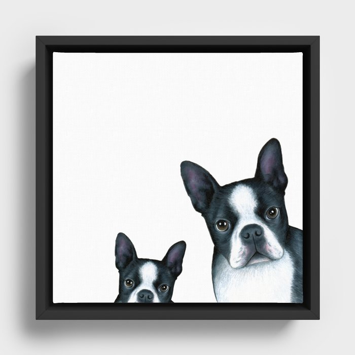 Dog 128 Boston Terrier Dogs black and white Framed Canvas