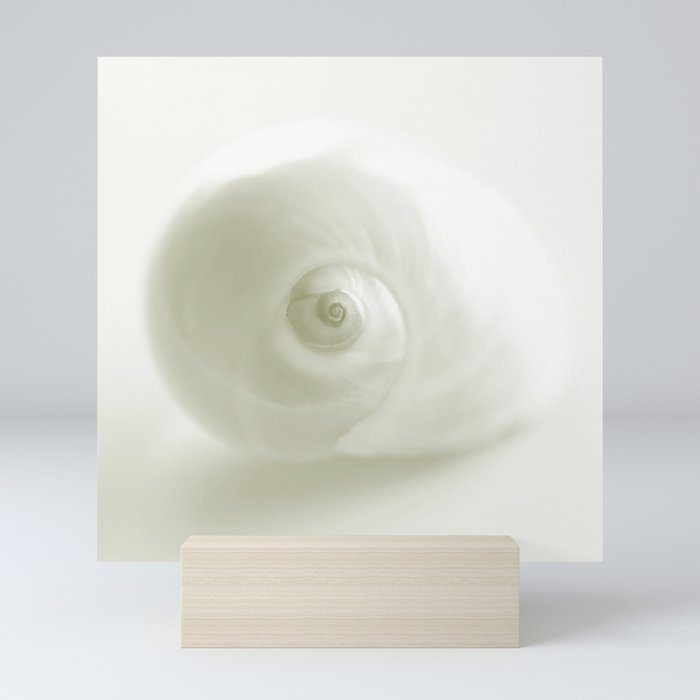 Beautiful White Shell #decor #society6 #buyart Mini Art Print