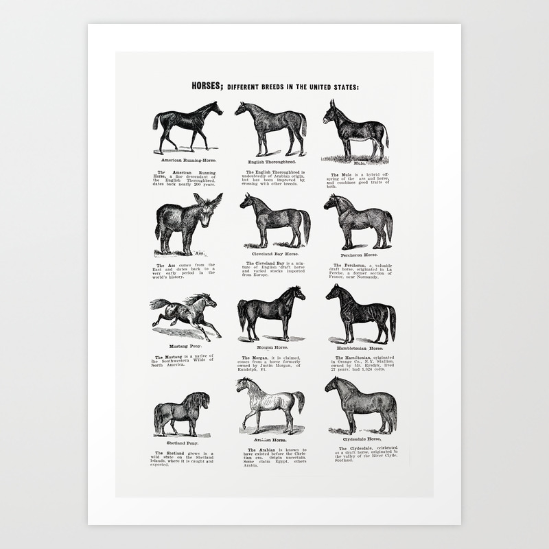 Horse breeds vintage poster Art Print by Viktorius Art | Society6