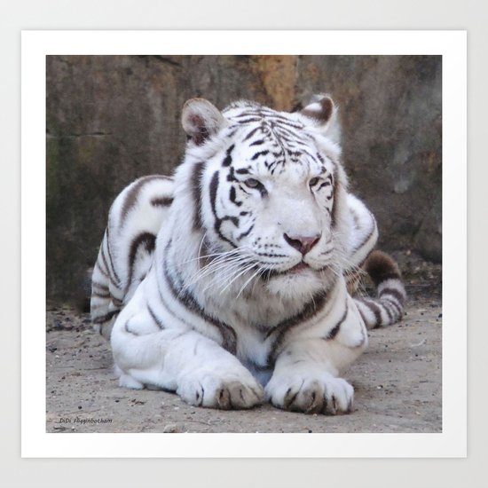 White Tiger Art Print