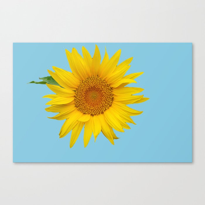 Garden Sunflower  Canvas Print