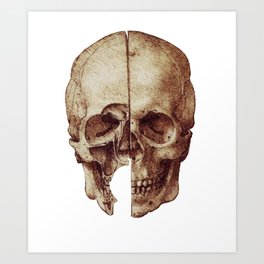 Da vinci's Skull Art Print
