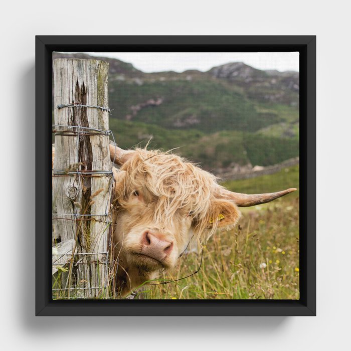 Scottish Highlander Scotland Framed Canvas