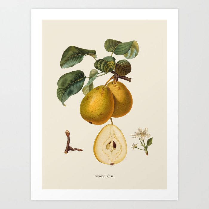 Pear Antique Botanical Illustration Art Print