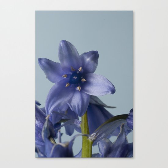 Bluebell Close Up Canvas Print