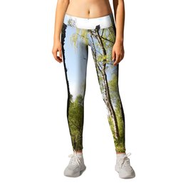 Spring and the Birch Trees  Leggings