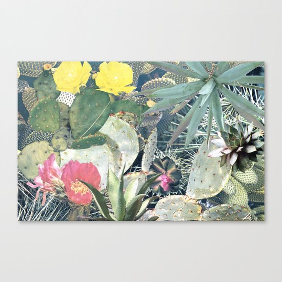 CACTI Canvas Print
