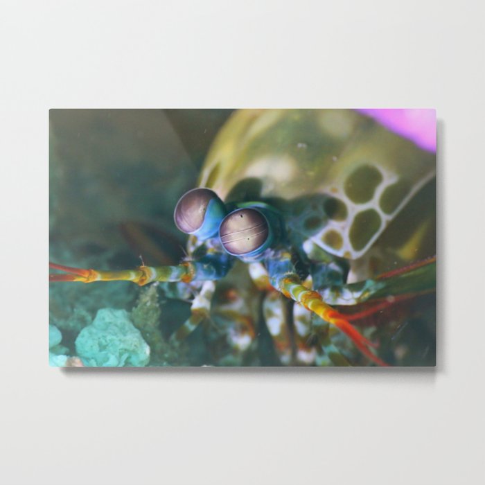Mantis shrimp Metal Print