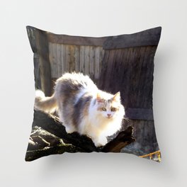 coon pillows