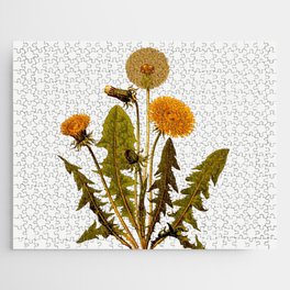Botanical Dandelions Jigsaw Puzzle