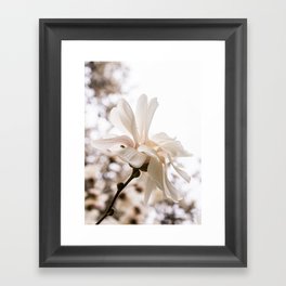 star magnolia Framed Art Print