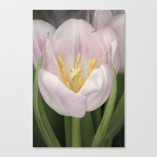 Pink Tulip #2 Canvas Print