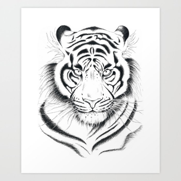 Stock Art Drawing of a White Bengal Tiger