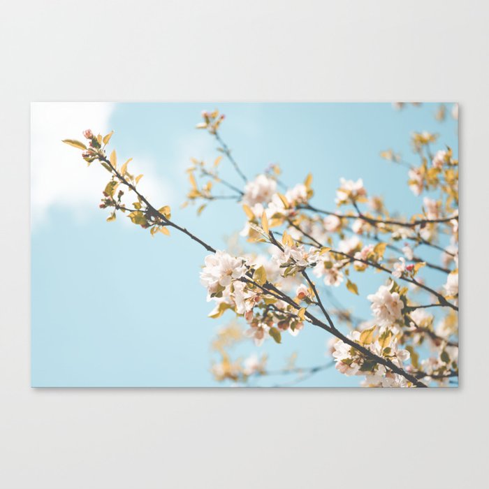 Apple Blossom I Canvas Print
