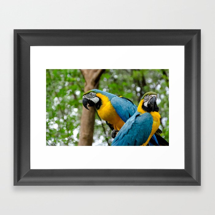 Macaws Framed Art Print