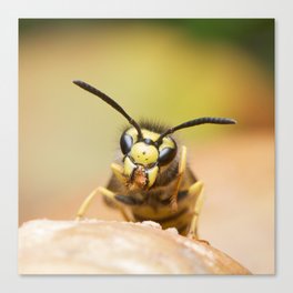 German Wasp. Canvas Print