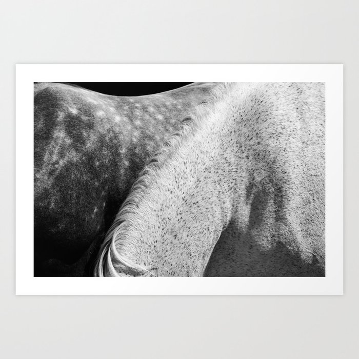 Horses Photography | White Mane Art Print