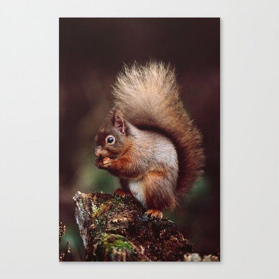 RED SQUIRREL. Canvas Print