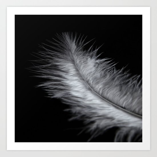 feather in white Art Print