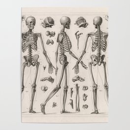 1857 Diagram Anatomy including Skeletons Poster