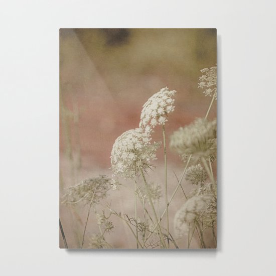 Along a Country Road -- Queen Anne's Lace Wildflowers Metal Print