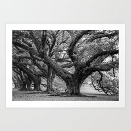 Majestic Oak Trees Art Print