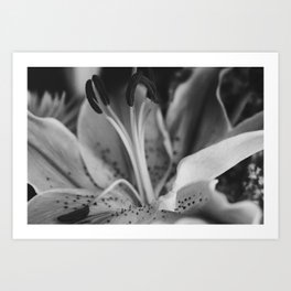 Opened Up Art Print | Northcarolina, Flower, Curated, Blossom, Photo, Digital, Floral, Black And White, Texture 