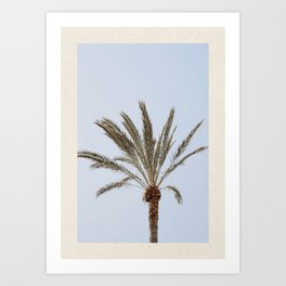 a palm tree ii Art Print