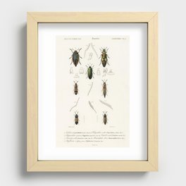 Different types of beetles illustrated by Charles Dessalines D' Orbigny (1806-1876).4 Recessed Framed Print