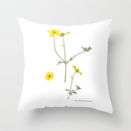 Ranunculus / Buttercup wildflower on white background Throw Pillow