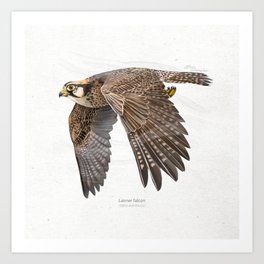 Lanner falcon scientific illustration art print Art Print | Birding, Falcon, Wildlife, Natural, Digital, Birdofprey, Flight, Nature, Raptor, Falconry 
