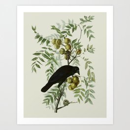 Vintage Crow Illustration Art Print