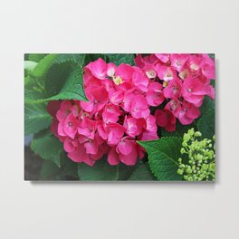 Spring Hydrangea Metal Print | Flowers, Bloom, Blossom, Hydrangea, Nature, Michialeschneider, Photo, Pink 