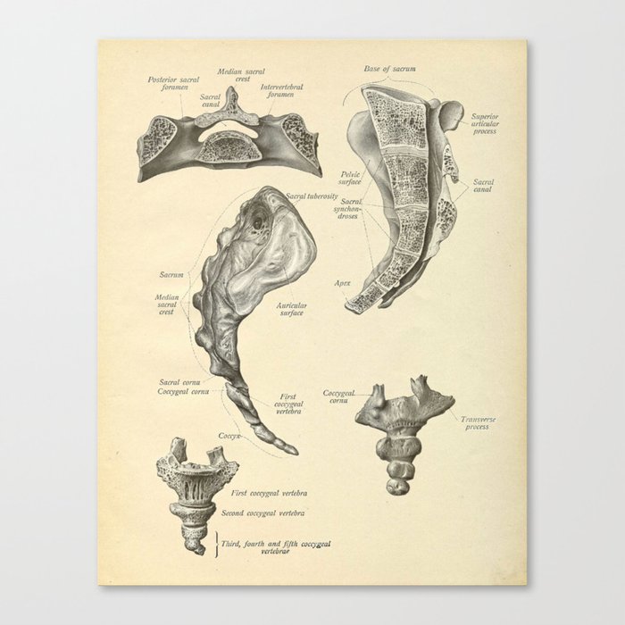 Vintage Human Sacrum Anatomy Print Canvas Print